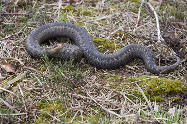 Flaming Common European viper