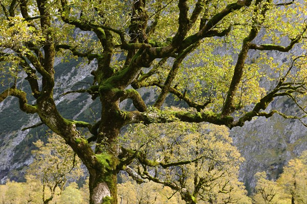 Maple