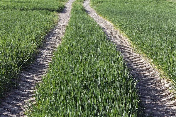 Tractor track in a green field