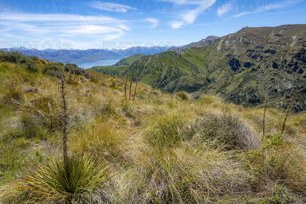 View from the Grandview Mountain Track to the lake