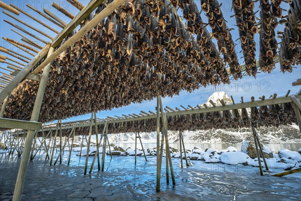 Stockfish on wooden rack