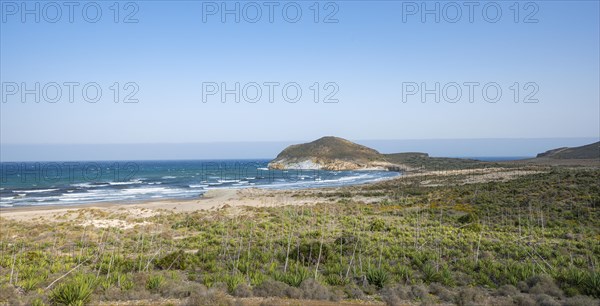 Agaves on the beach