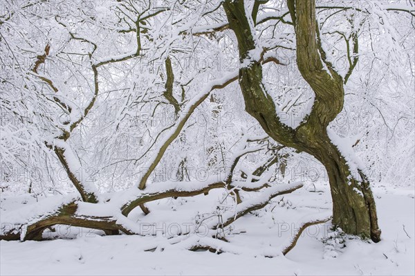 Snow on old trees in the jungle Baumweg