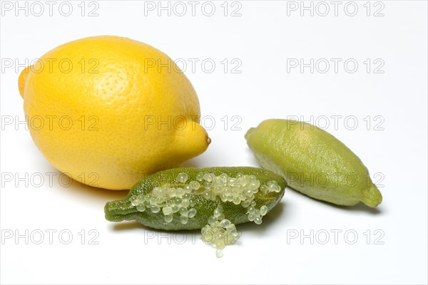 Australian finger lime