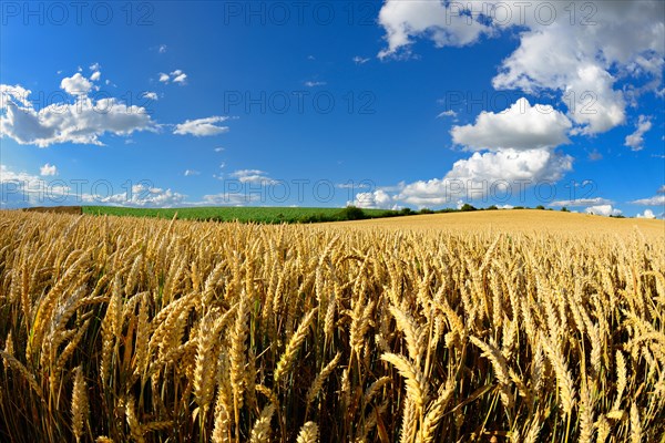 Wheat field under blue sky with cumulus clouds
