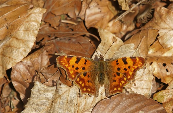 Comma