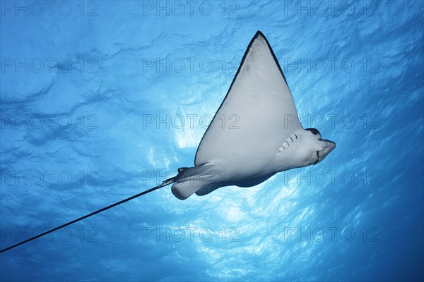 Spotted eagle ray