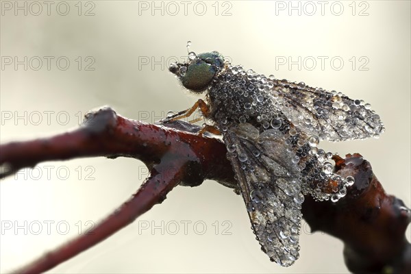 Water Snipe Fly