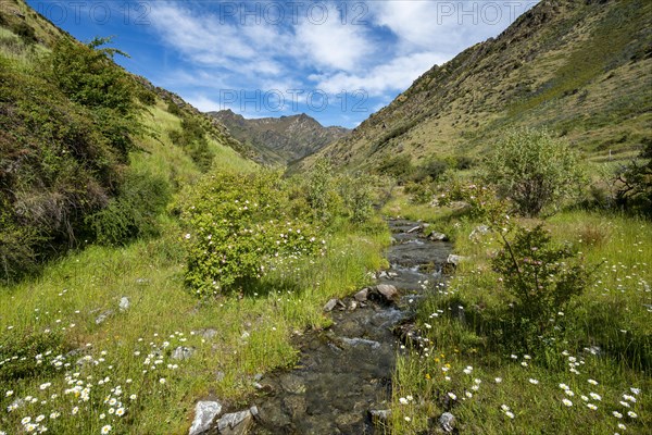 Green valley
