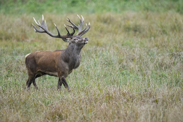 Flemish red deer