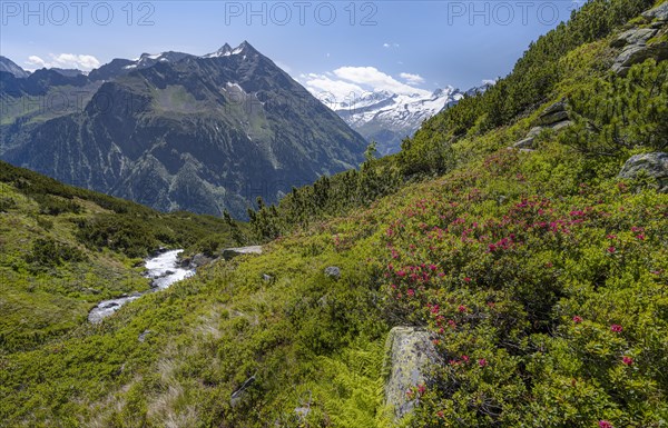 Flowering alpine roses