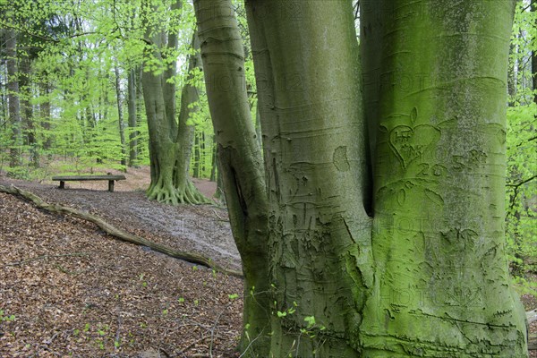 Beech trees