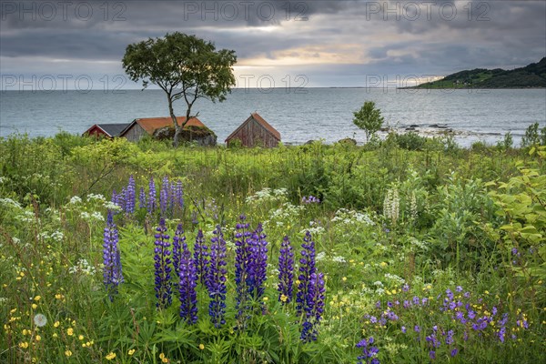 Summer vegetation