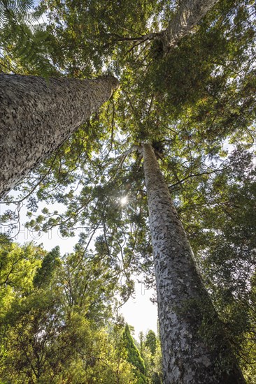 Kauri trees