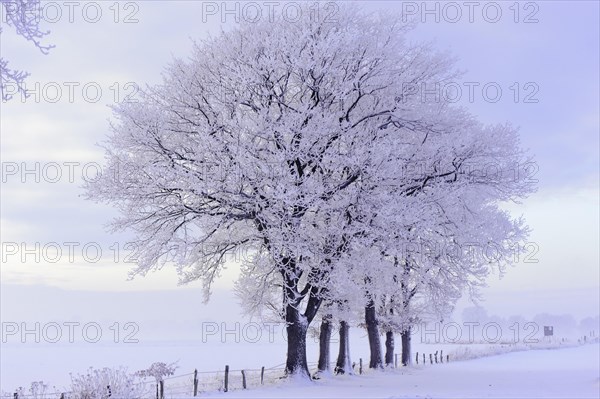 Oak