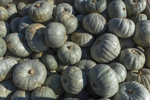 Crown Price DishPumpkins