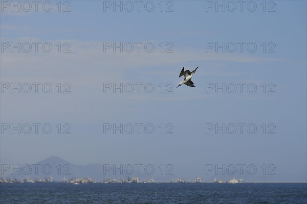 Guano Booby