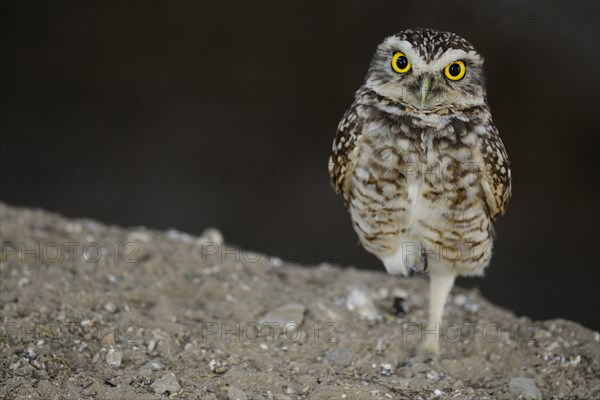 Pacific pygmy owl