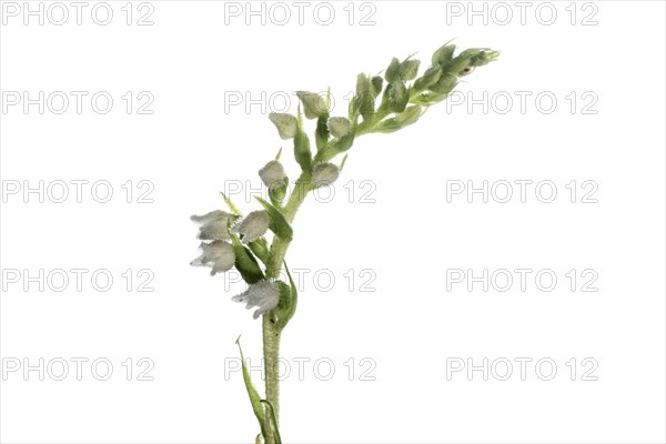 Goodyera repens