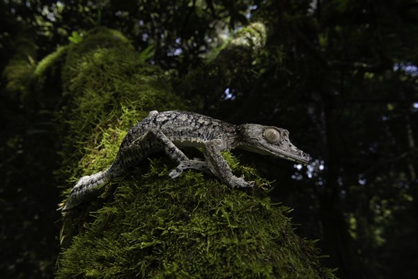 Flat-tailed gecko