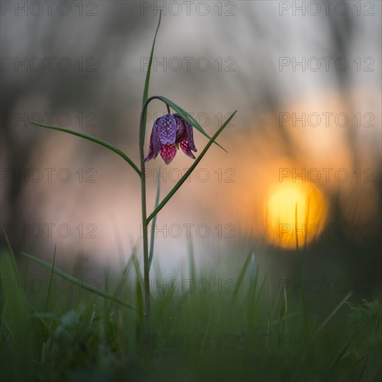 Snake's Head Fritillary