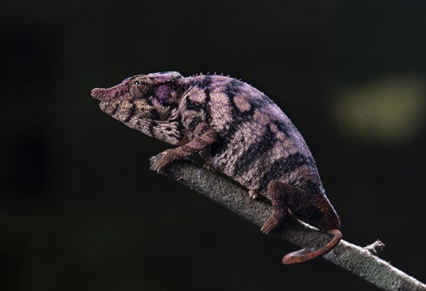 Chameleon