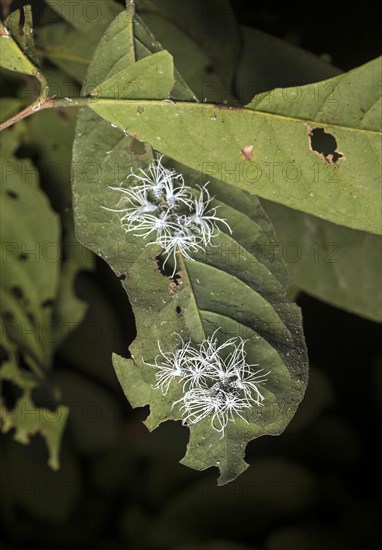 (Flatida) Late-stage larval cicada nymphs , Flatidae family, Danum Valley Protected Zone (Danum