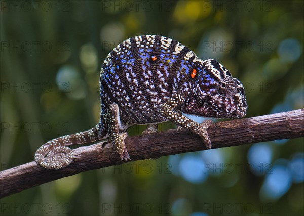Chameleon female