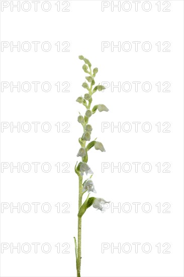 Goodyera repens