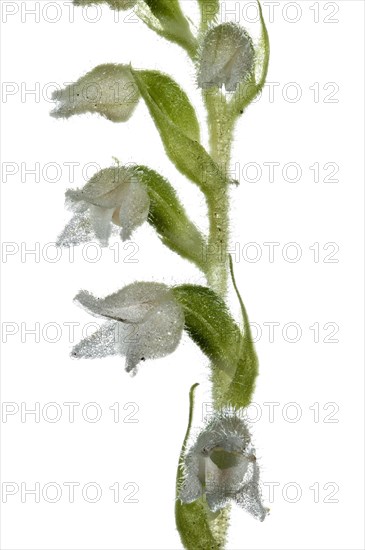 Goodyera repens