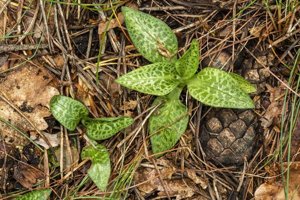 Goodyera repens