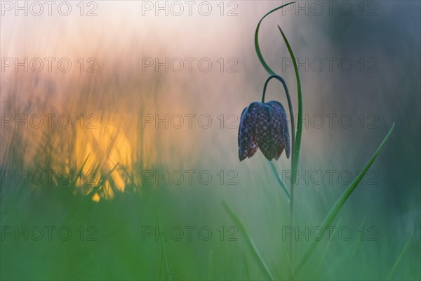 Snake's Head Fritillary