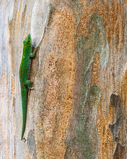 Small day gecko