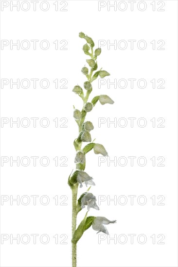 Goodyera repens