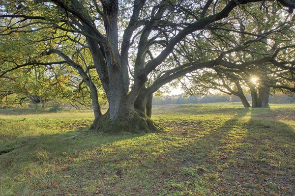 Wood pasture oak