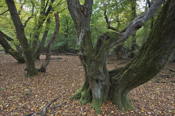 Old European hornbeams