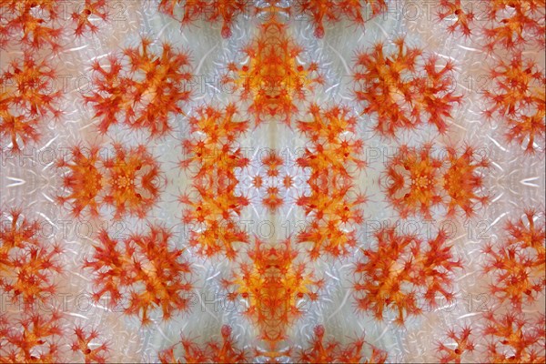 PHOTOMONTAGE