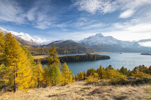 Autumnal larch forest with snow-covered mountains