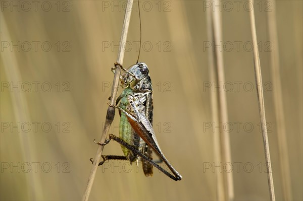 Roesel's bush-cricket