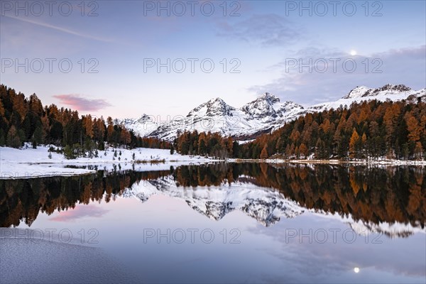 Autumnal larches with snow-covered mountain peaks are reflected in Lake Staz