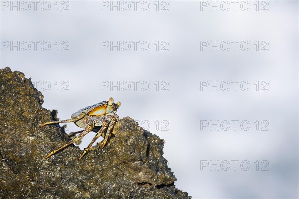 Crab