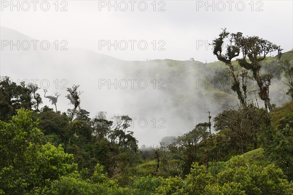 Wafts of mist in the jungle along the E50 road