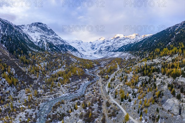 Autumn larch forest in the valley of the Morteratsch glacier