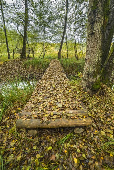 Wooden bridge covered by fallen autumn leaves in the forest