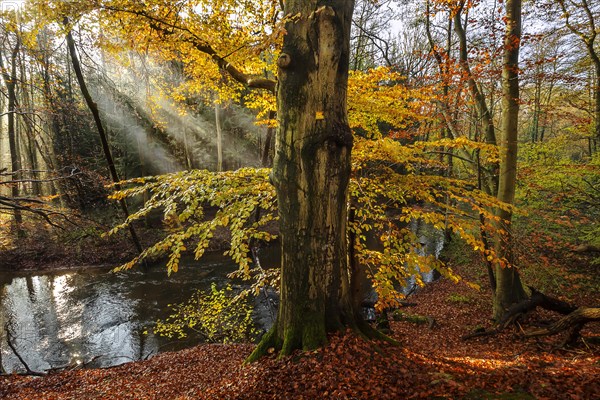 Beech forest