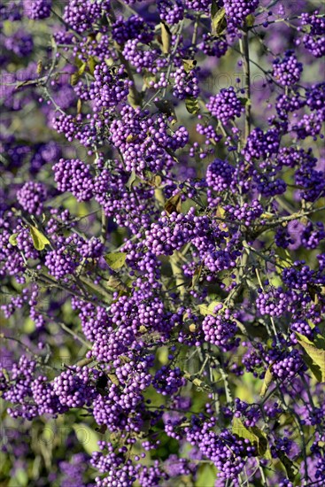 Bodinier's beautyberry