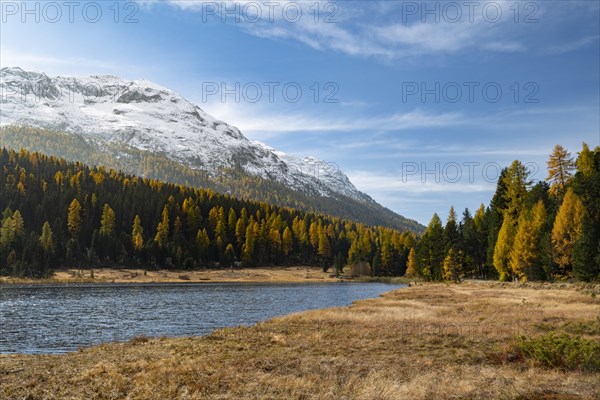 Autumnal larches on Lake Staz