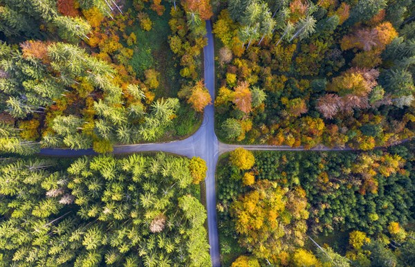 Crossroads in the autumnal forest near Reichertshausen