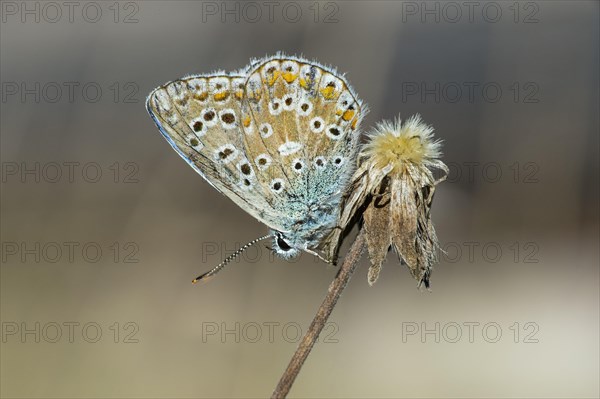 Common Blue