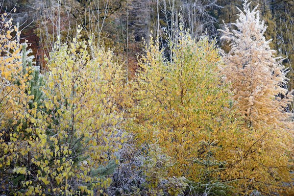 Mixed forest in autumn with hoar frost